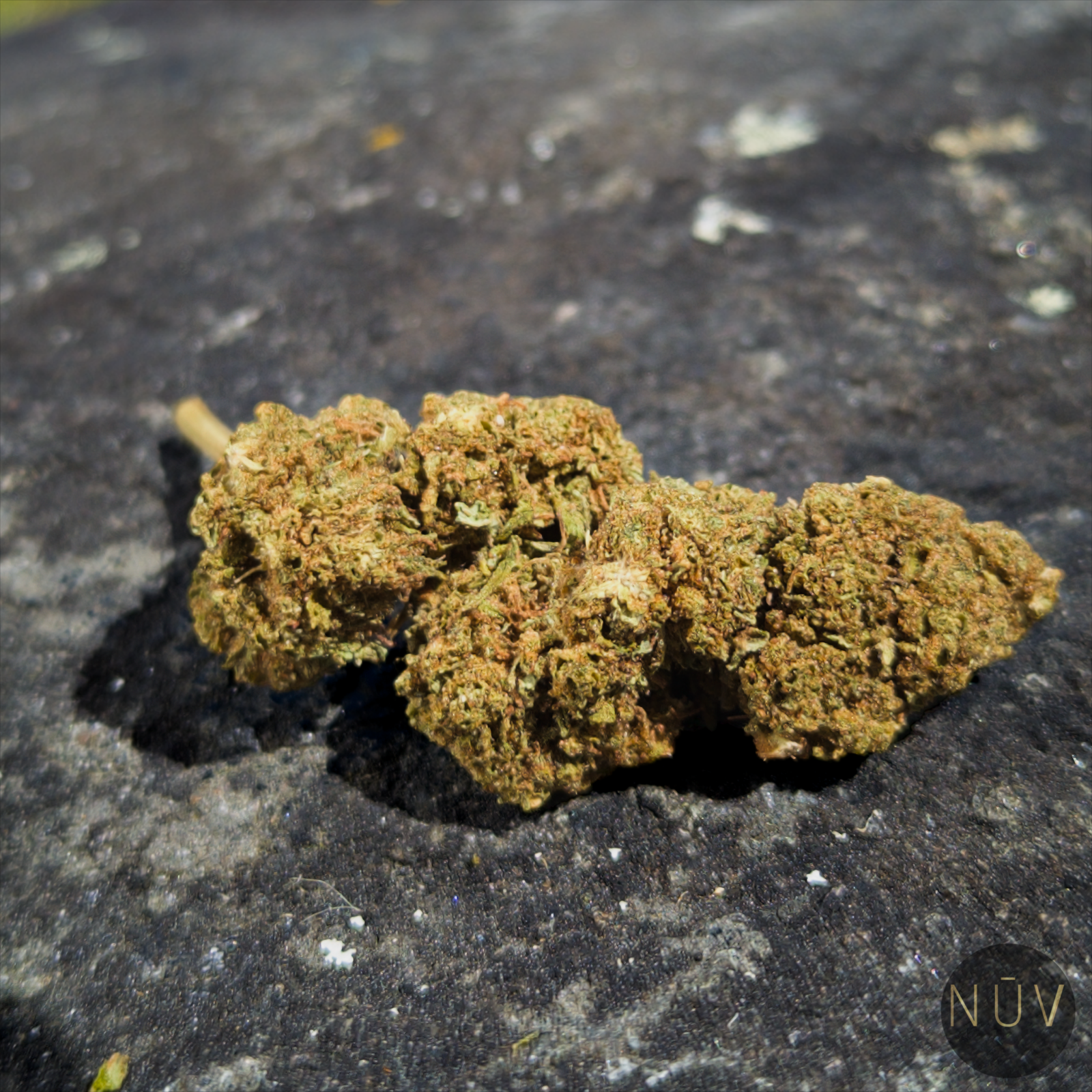 Fleur de CBD Amnesia Haze – Image 3