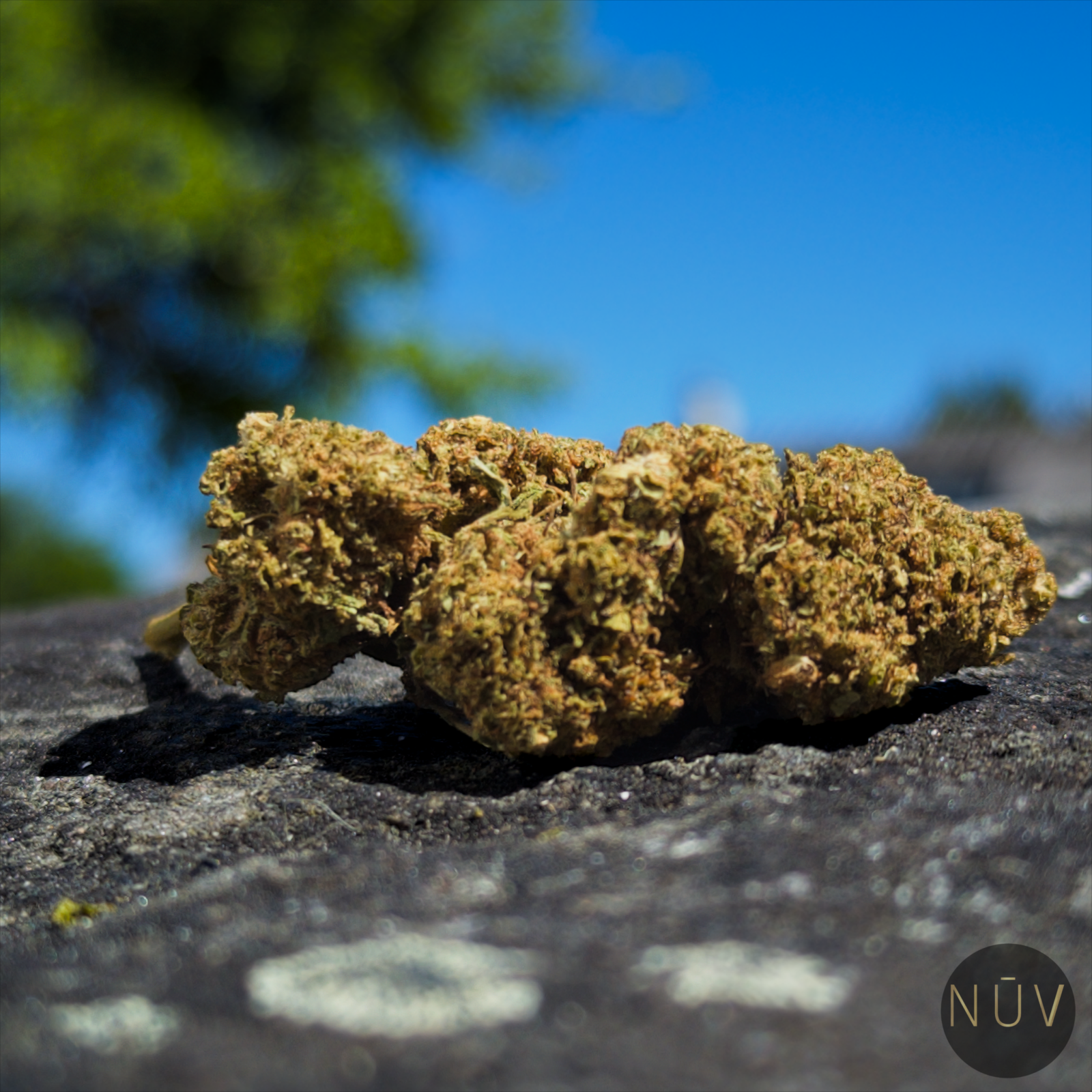 Fleur de CBD Amnesia Haze – Image 4