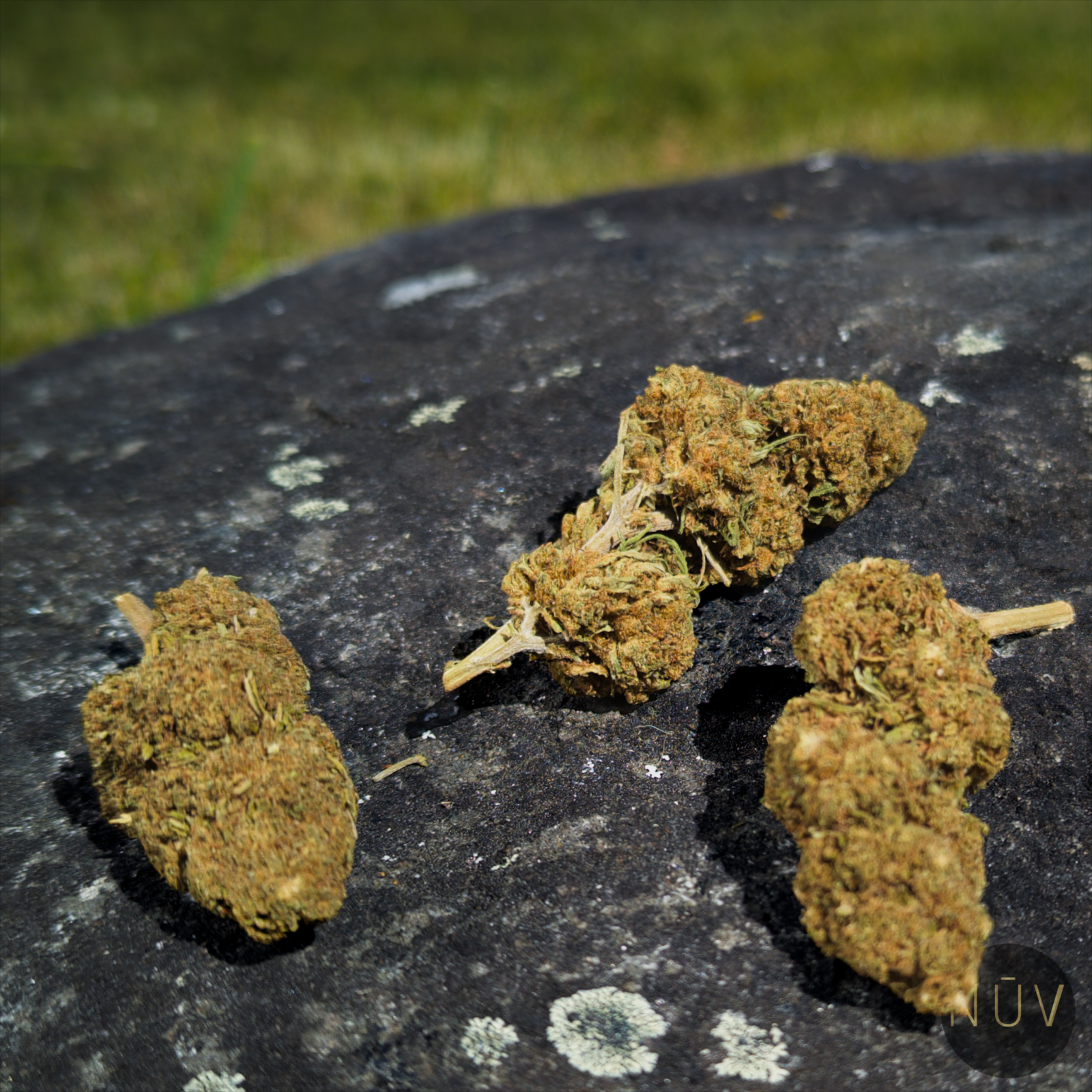 Fleur de CBD Amnesia Haze – Image 5