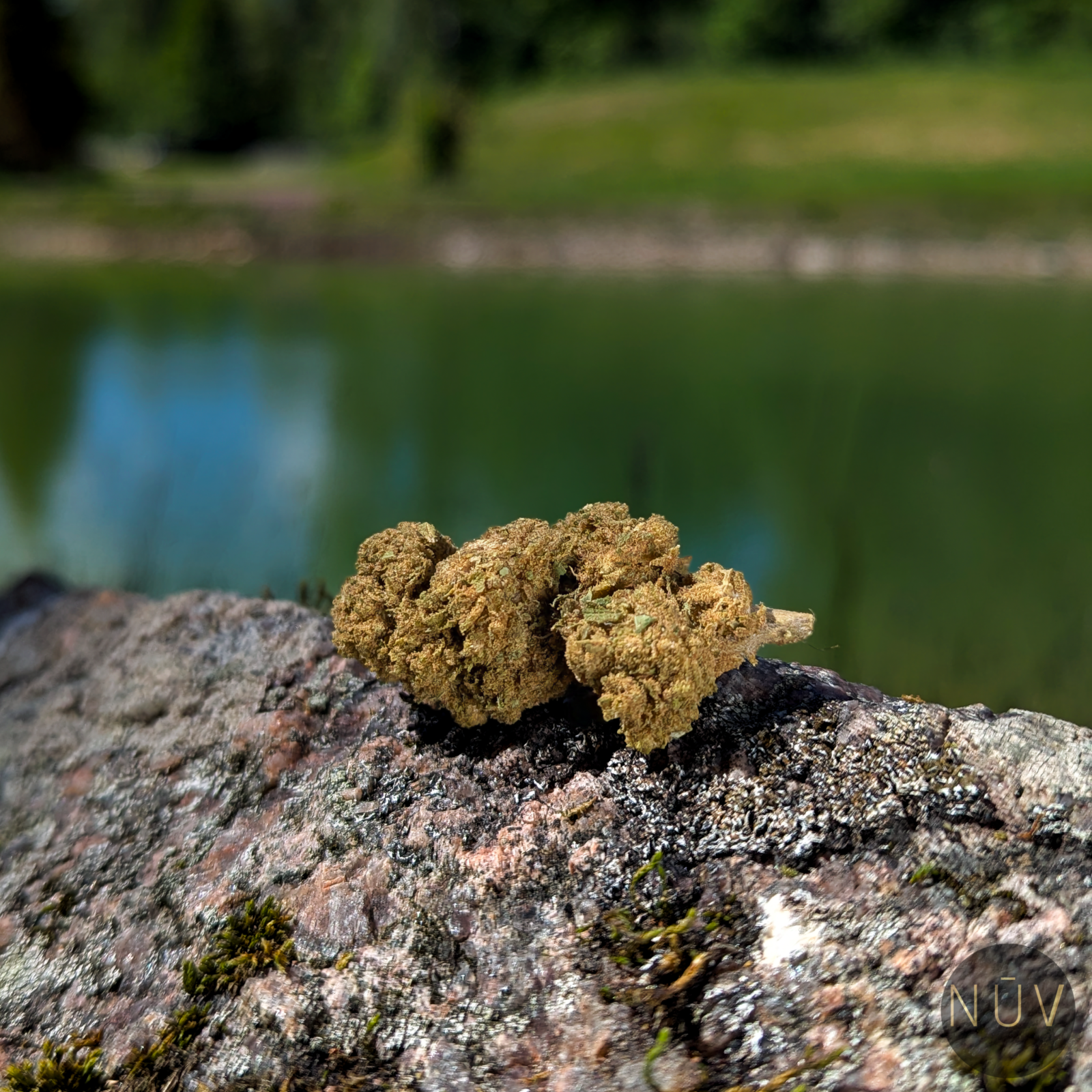 Fleur de CBD Bubblegum – Image 2
