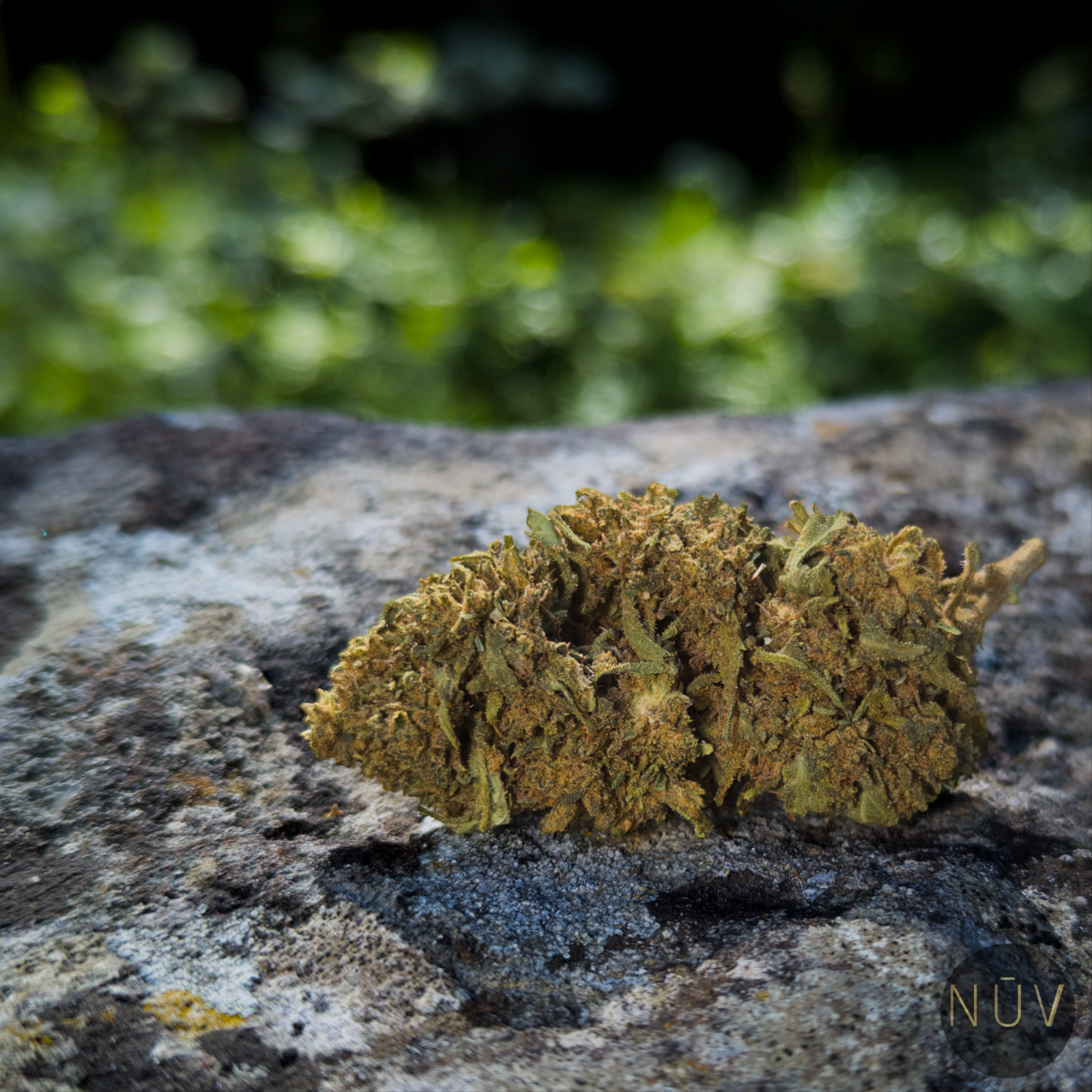 Fleur de CBD Gorilla Greenhouse – Image 2