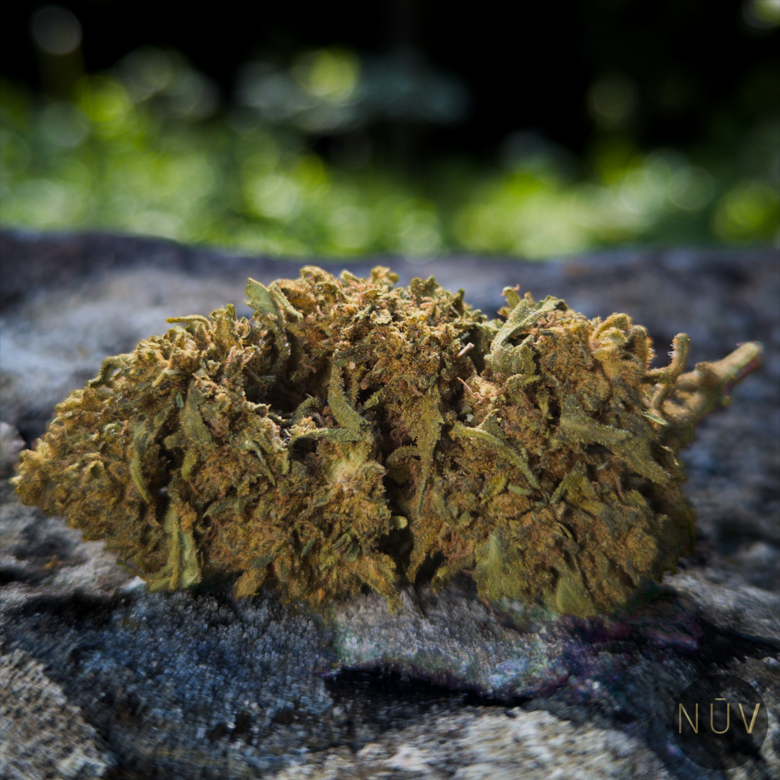 Fleur de CBD Gorilla Greenhouse – Image 3