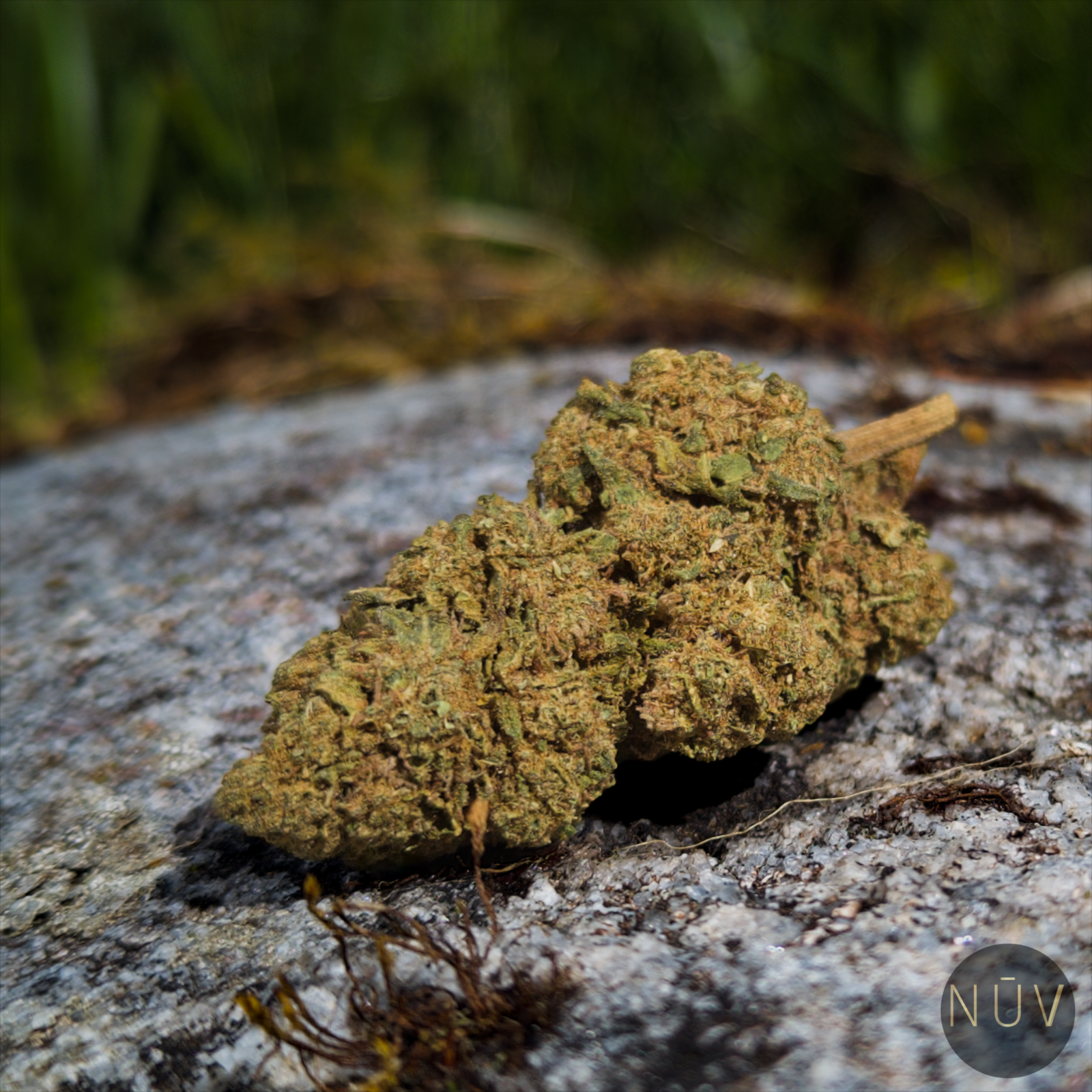 Fleur de CBD OG Kush – Image 2