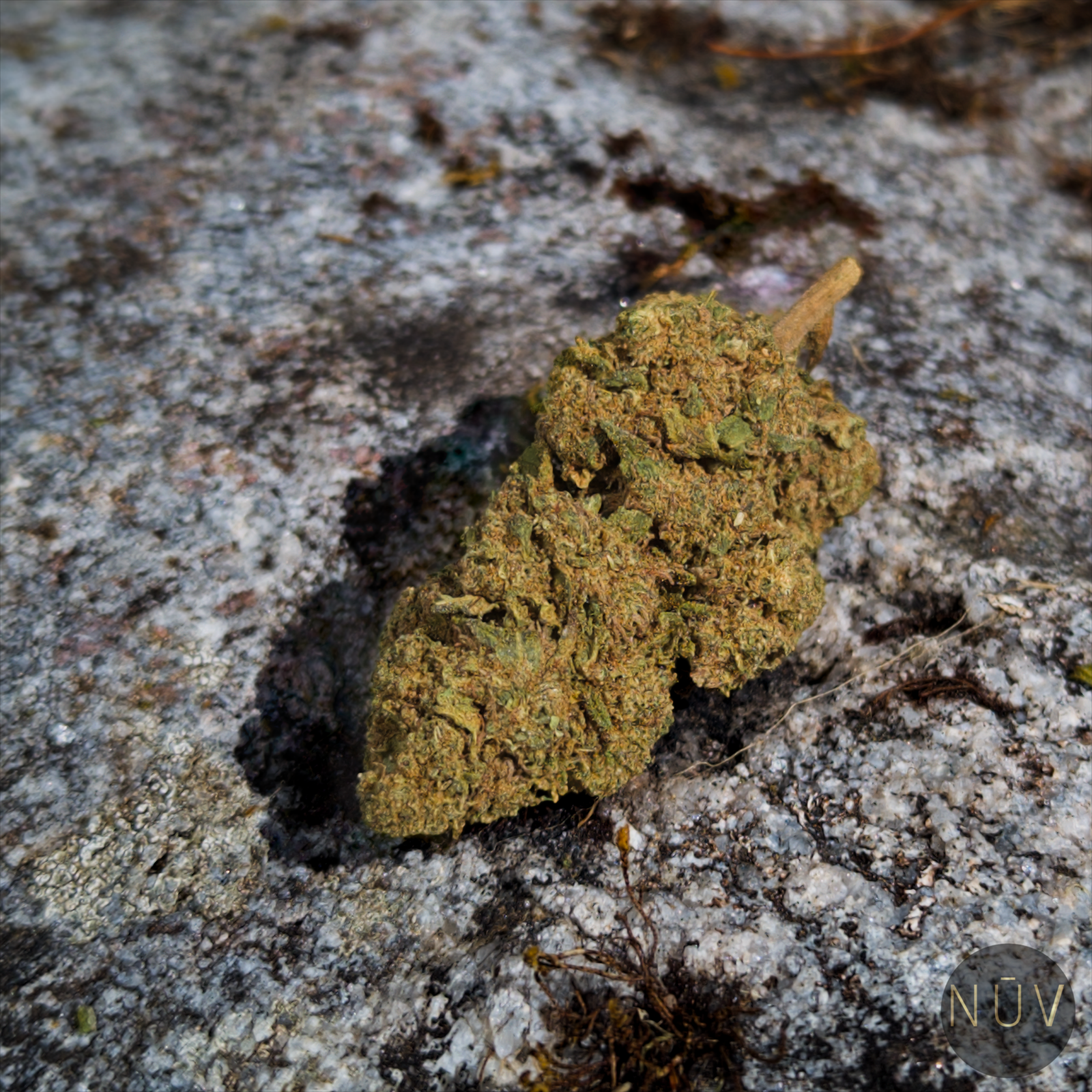Fleur de CBD OG Kush – Image 3