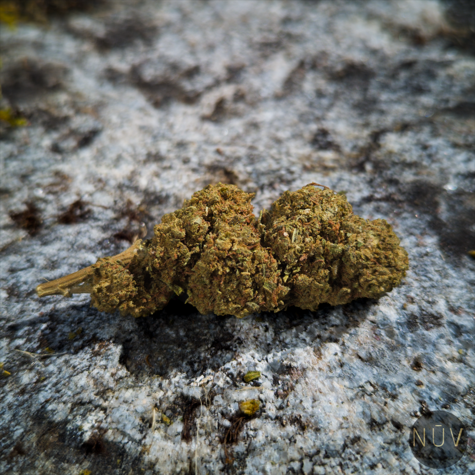 Fleur de CBD Pink Lady Kush – Image 3