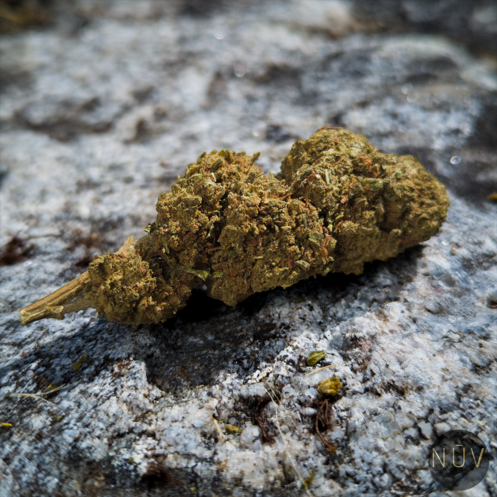 Fleur de CBD Pink Lady Kush – Image 2