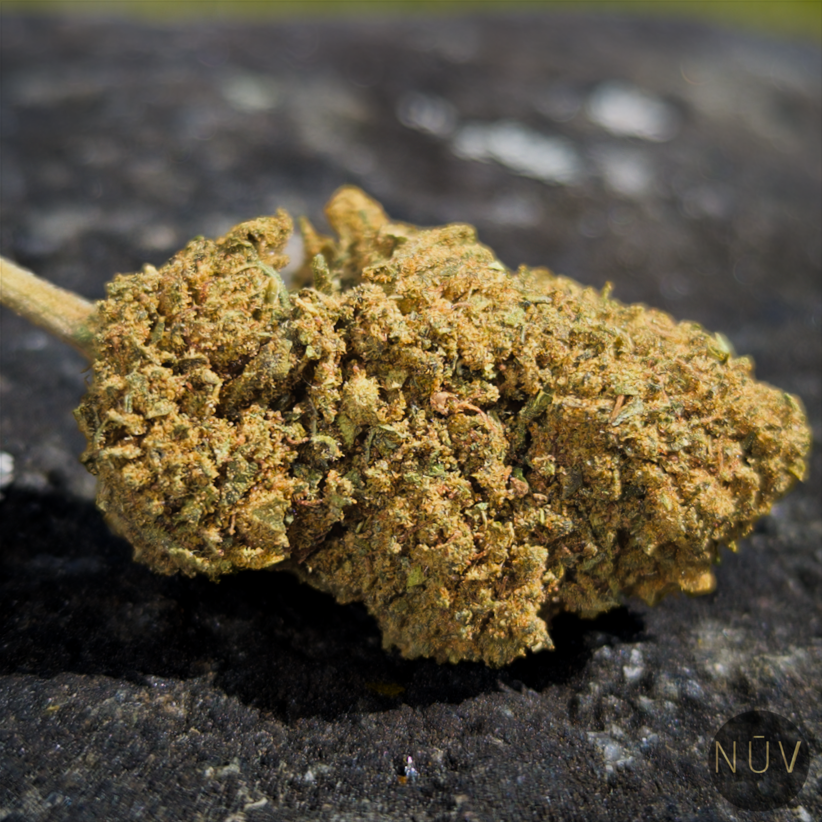 Fleur de CBD BZ1 – Image 3