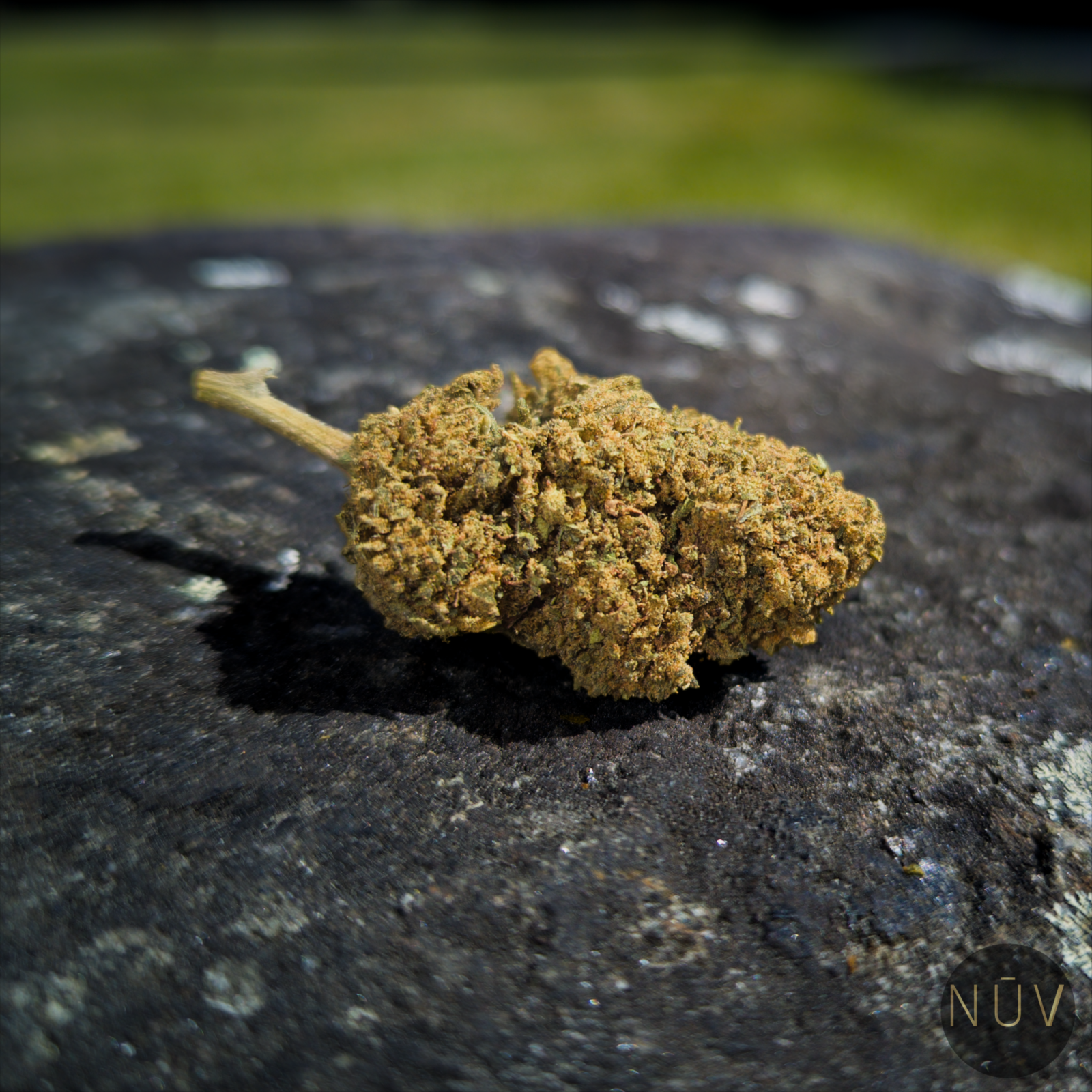 Fleur de CBD BZ1 – Image 4
